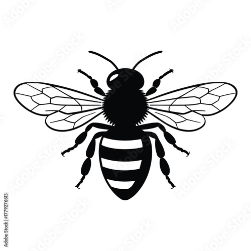bee vector illustration