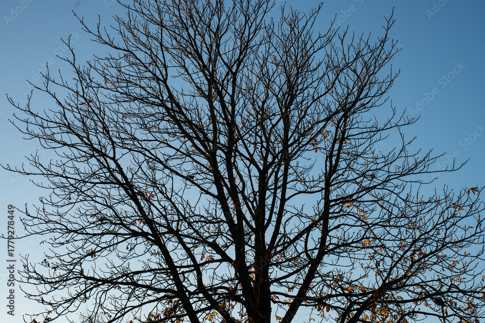 Obraz premium Silhouette of tree crown, against a blue sky. The last leaves are lit up by the golden light of the downgoing sun.