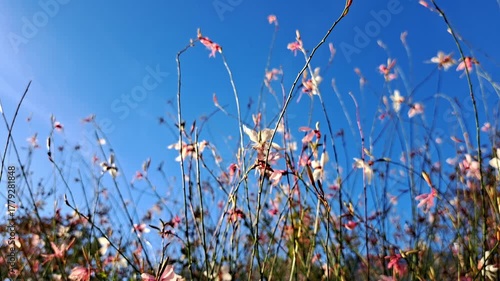 A Dreamy Tilt-Up Through Delicate Pink Wildflowers. A low-angle shot moving from a patch of flowers up to a clear blue sky.