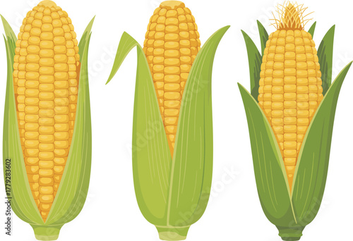 Detailed Whole Sweet Corn Cobs Vector Illustration Set