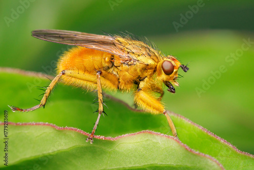 Male golden dung fly resting at the edge of a peoni leaf with blurred background and copy space