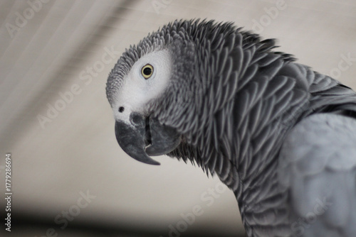 African Grey Parrot Portrait