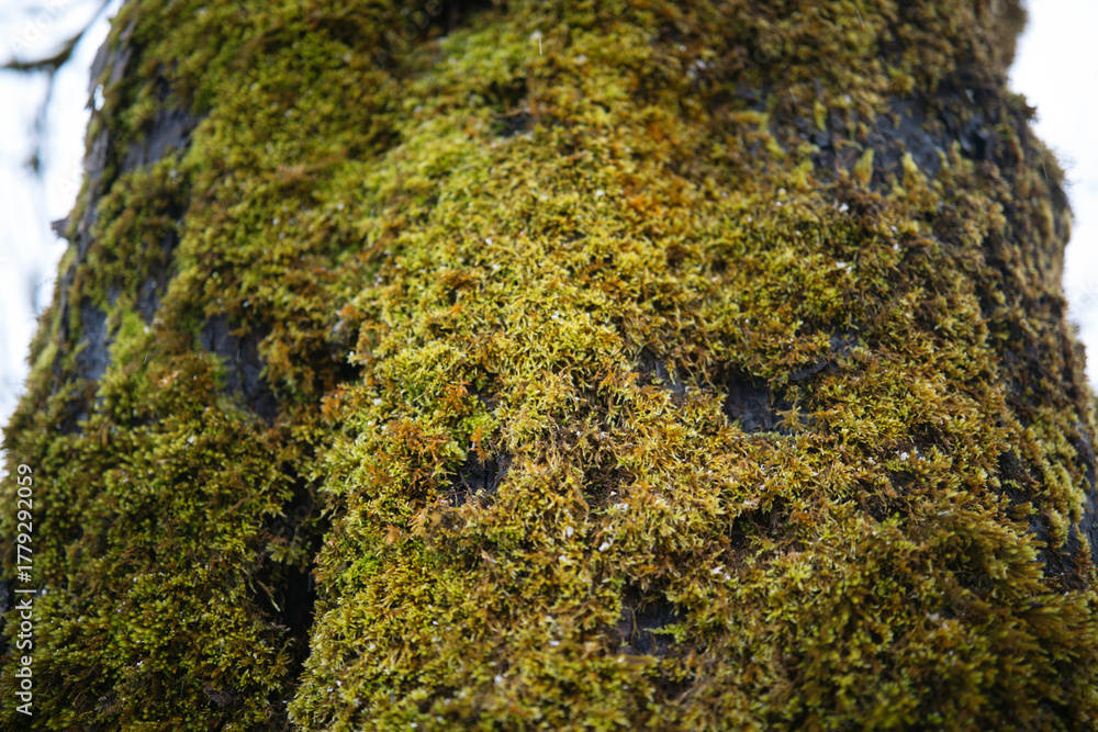 Fototapeta premium Close up of green moss covering a textured tree bark surface in a forest setting.