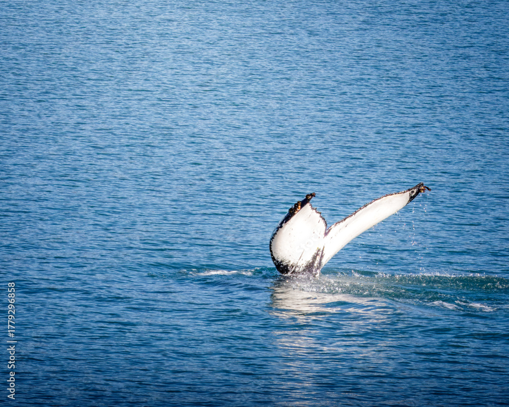 Fototapeta premium Whale Watching North Atlantic, off Akureyri, Iceland, August 2025. Blows and Flukes on a beautiful calm summers day.