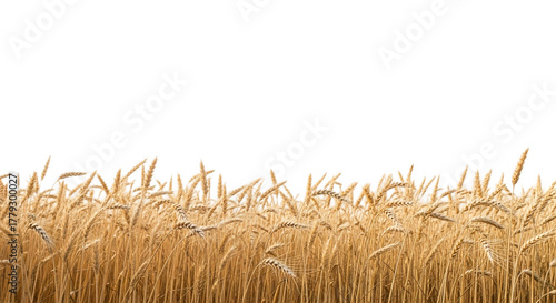 Wallpaper Mural Golden wheat field isolated on transparent background, showcasing the beauty of nature and the abundance of the harvest season Torontodigital.ca