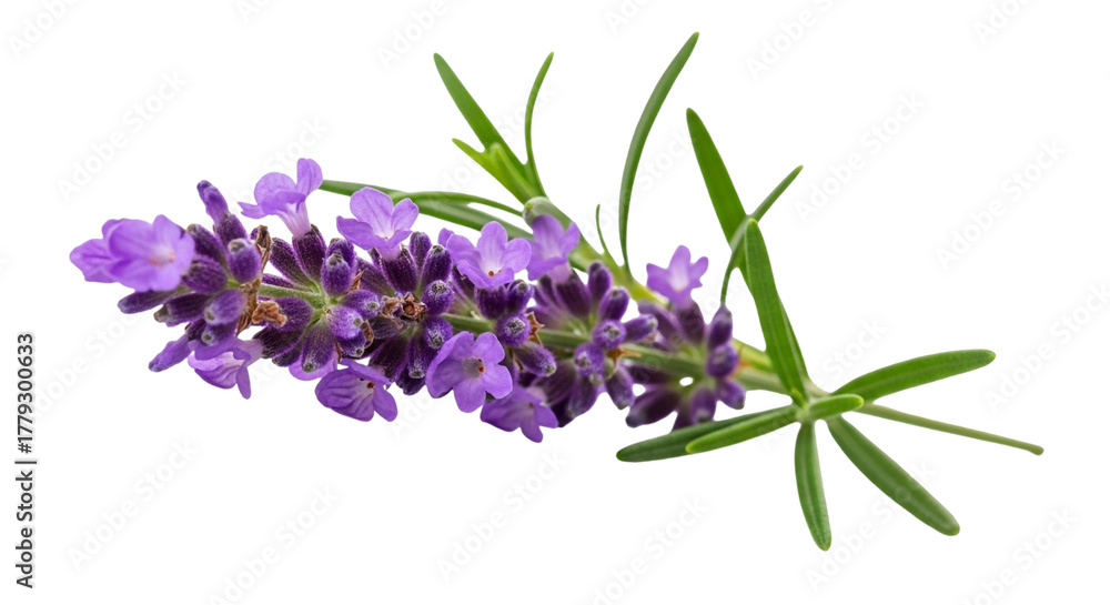 Fototapeta premium Closeup of a sprig of fragrant lavender flowers isolated on transparent background, showcasing its delicate purple petals and green leaves