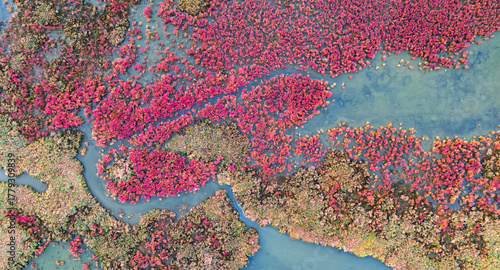 top down drone shot of a colorful salt marsh landscape with intricate waterways and vibrant pink ground cover vegetation