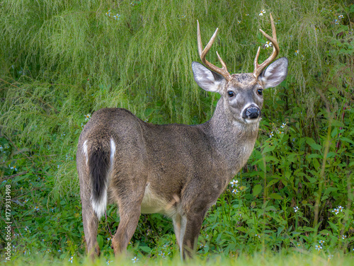 young white tailed deer buck standing on the edge of a green meadow