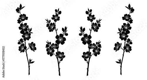 Four black cherry blossom branches isolated on white background