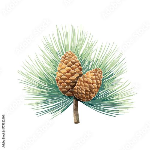 ponderosa pine branch with two pine cones,
