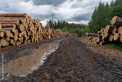 a log on both sides of a forest road