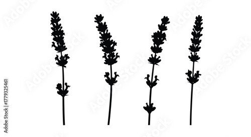 Four lavender flower silhouette isolated on white background for design use