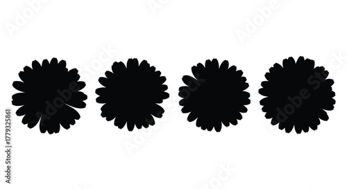 Four black aster flowers isolated on white background in full bloom