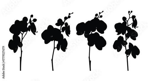 Silhouette of four orchid branches isolated on white background