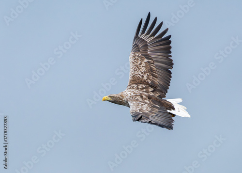 White Tailed Eagle