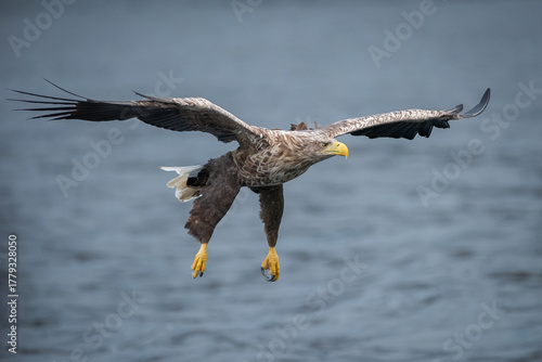 White Tailed Eagle