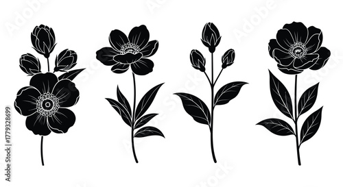 Four black and white anemone flowers isolated on white background