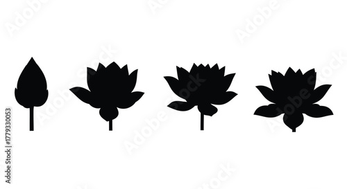 Four lotus flowers in various stages of bloom isolated on white background
