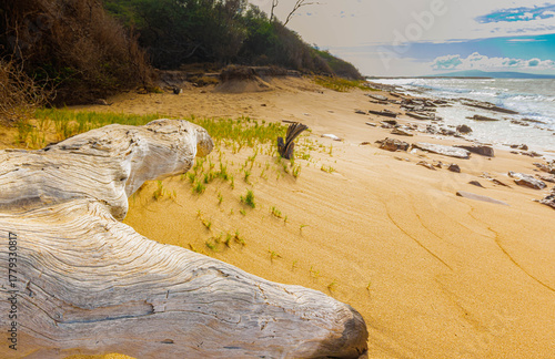 Canvas Print Driftwood on The Sand Covered Shore of  Hale O Lono Beach, Molokai, Hawaii, USA