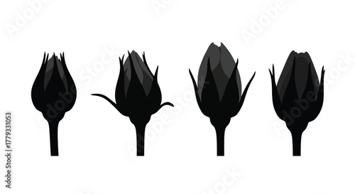 Four black flower buds are growing isolated on white background