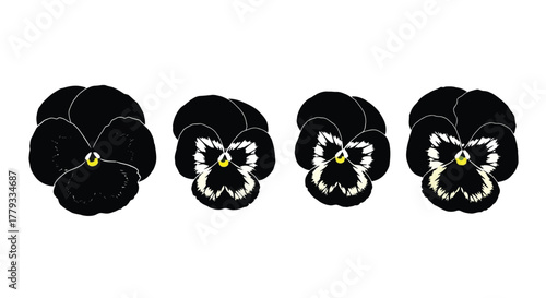 Four black pansy flower isolated on white background in a row