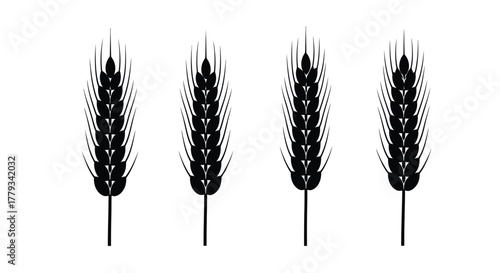 Four black wheat stalks isolated on white background are lined up nicely