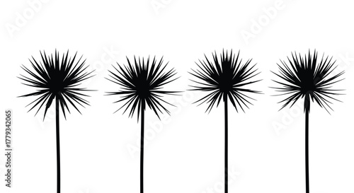 Four dandelion seed heads isolated on white background in black silhouette