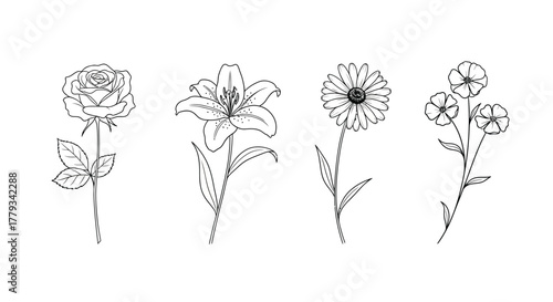 Four delicate flower line drawings isolated on white background, each on a stem