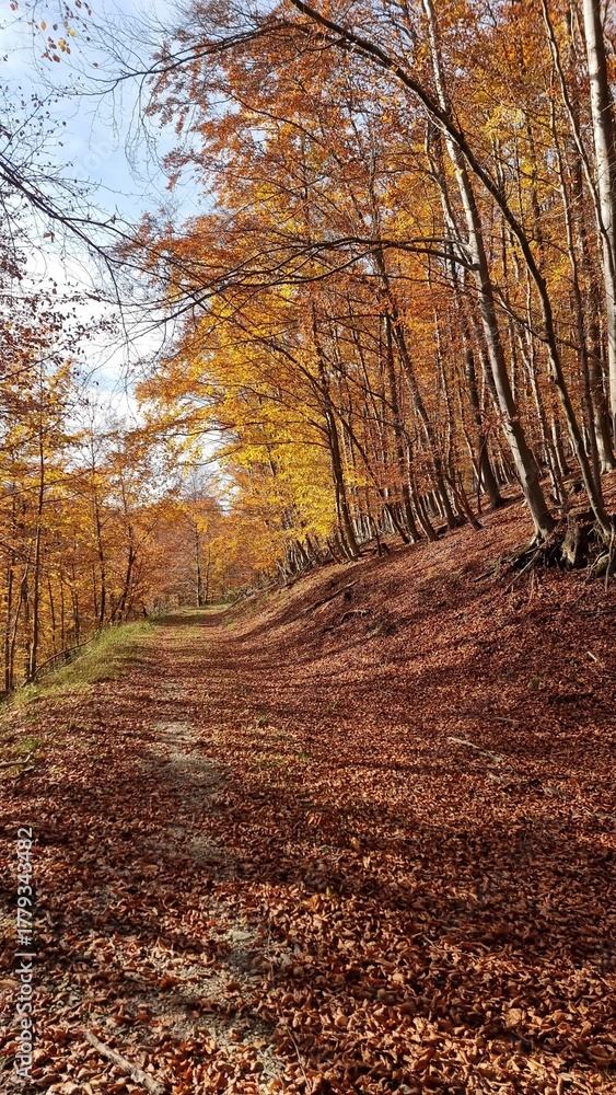 Obraz premium Teutoburger Wald bei Kohlstädt im Kreis Lippe