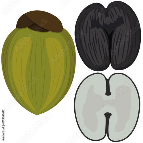 coco de mer fruit with Husk, sea coconut, double coconut vector.