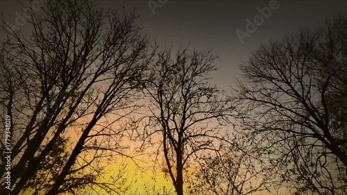 sunset in the dark forest