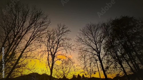 Red sunset in the dark forest