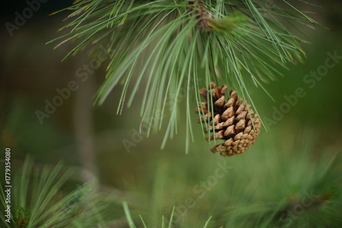 close up of a pine cone on pine tree