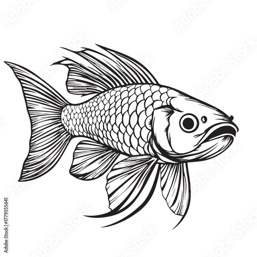 fish on a white background