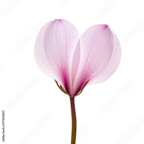 Beautiful Pink Flower With Delicate Petals Showcasing Natures Elegance in a B...