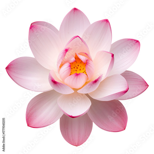 Beautiful Lotus Flower With Pink Edges Blooming in Tranquil Natural Setting