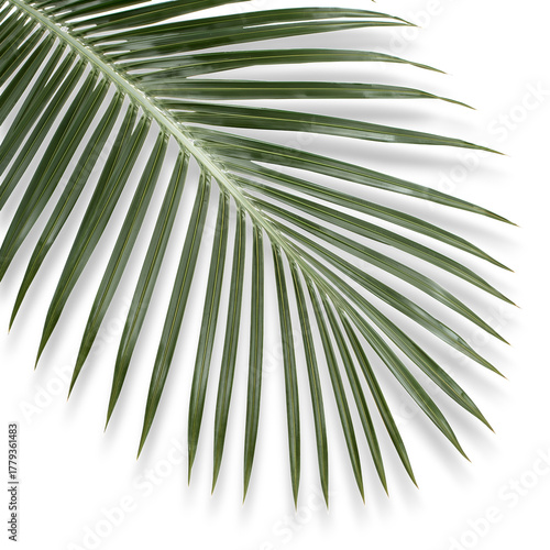 Beautiful Green Palm Leaf Showcasing Intricate Details of Natures Design Duri...