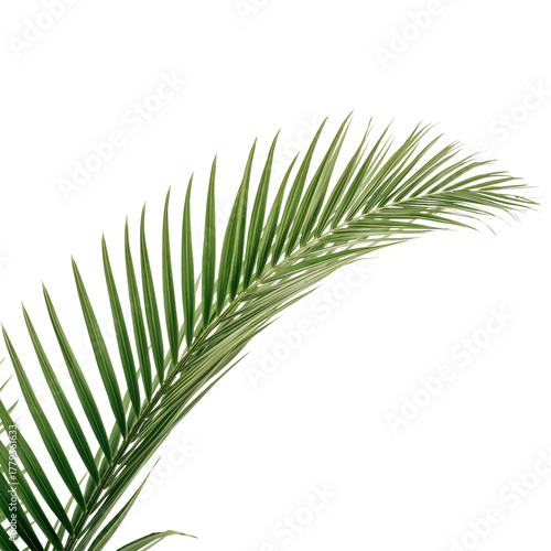 Beautiful Green Palm Leaf Showcasing Intricate Details of Natures Design Duri...