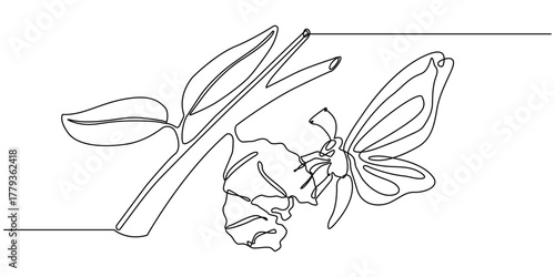 Continuous one line drawing of Butterfly life cycle. Single line drawing illustration of Growth Butterfly. Perfect metamorphosis concept vector art. Line vector illustration.