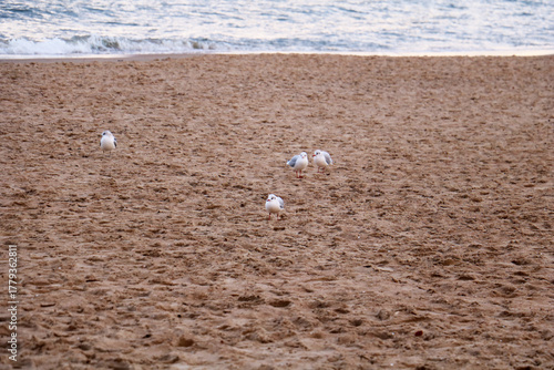 seagulls on the beach