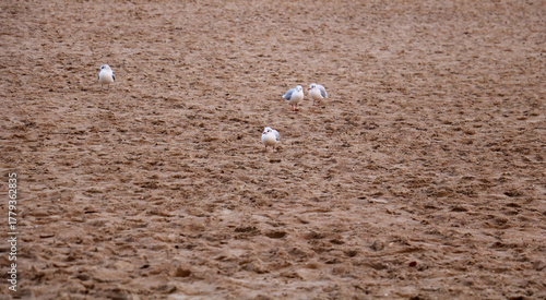 seagulls on the sand