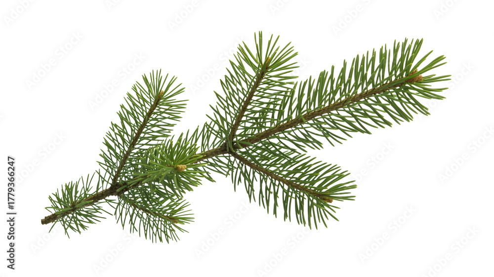Naklejka premium Vibrant green pine branch with delicate needles, perfect for naturalistic designs and festive holiday themes, offering fresh botanical beauty