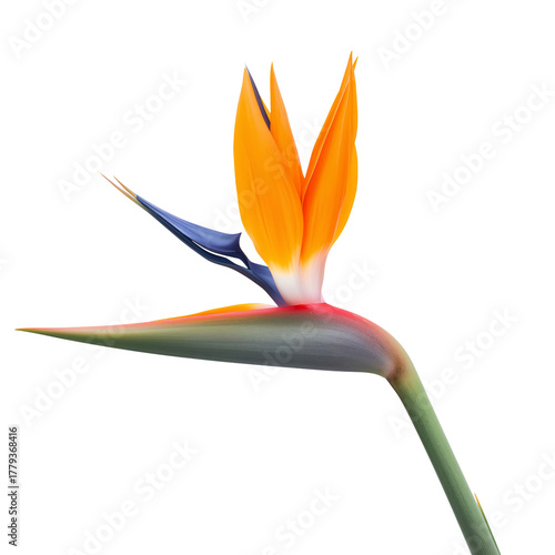 Bright Tropical Flower Showcases Vibrant Colors in Natural Setting During Sun...