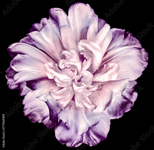 Tulip flower  on  black  isolated background with clipping path. Closeup. For design. Nature.