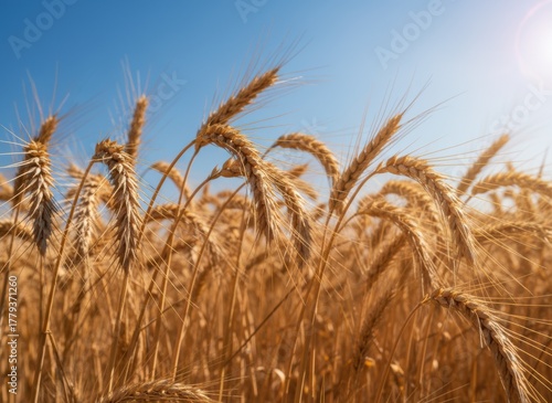 Golden Wheat Field Under Blue Sky - A Bountiful Harvest Scene.