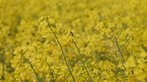 Vibrant Yellow Canola Field in Full Bloom