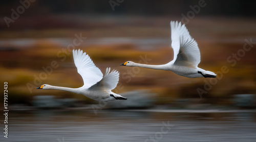 Fototapeta Naklejka Na Ścianę i Meble -  Two white swans fly low over water in a panning shot, sharply focused against a motion-blurred background of warm, autumnal colors, capturing speed and grace.
