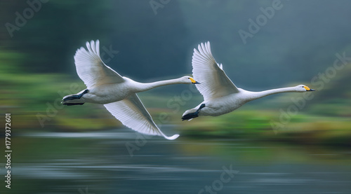 Fototapeta Naklejka Na Ścianę i Meble -  Two white swans fly low over water in a panning shot, sharply focused against a motion-blurred background of warm, autumnal colors, capturing speed and grace.