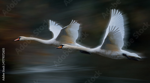 Fototapeta Naklejka Na Ścianę i Meble -  Two white swans fly low over water in a panning shot, sharply focused against a motion-blurred background of warm, autumnal colors, capturing speed and grace.