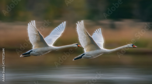 Fototapeta Naklejka Na Ścianę i Meble -  Two white swans fly low over water in a panning shot, sharply focused against a motion-blurred background of warm, autumnal colors, capturing speed and grace.